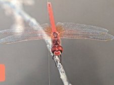 Rouge comme cette libellule