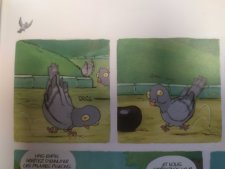 Pigeon