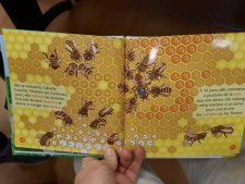 abeille