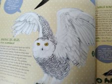 Harfang des neiges