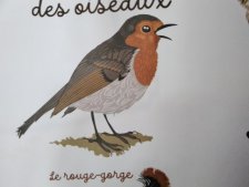 Le rouge gorge