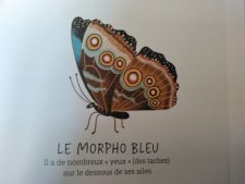 Le morpho bleu