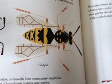 Guêpe 