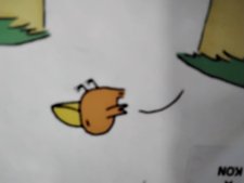Oiseaux 