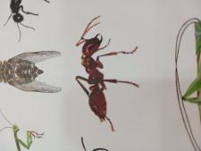 Fourmi esclavagiste