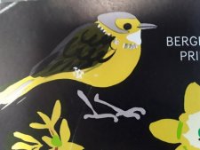 Bergeronnette printaniere