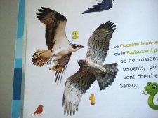 Circaète Jean-le-blanc