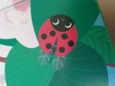 Coccinelle