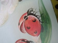 Coccinelle