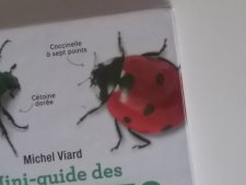 Coccinelle