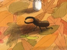 Coleoptère