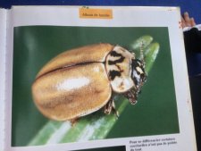 Coccinelle 