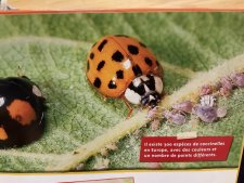 Coccinelle 