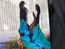 Suchomimus