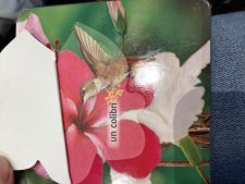 Colibri (femelle)