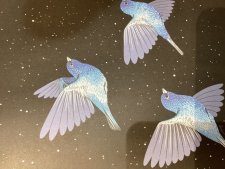 Passerins indigo