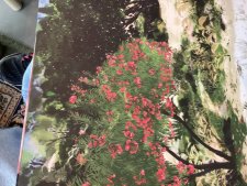 Arbre fleuri