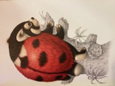 Coccinours