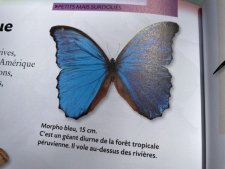 Morpho bleu