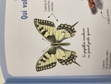 Papillon machaon