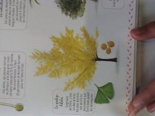 Ginkgo biloba