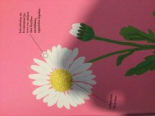 Marguerite