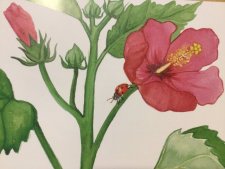 Hibiscus des marais
