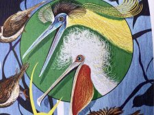 Pélican frisé et héron coiffé 
