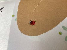Coccinelle 