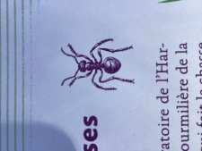 Les fourmis rousses