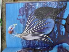 Pintade vulturine
