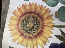 Tournesol