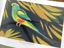 Perruche multicolore 