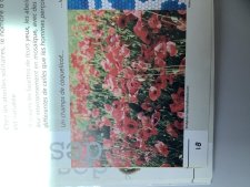Coquelicot