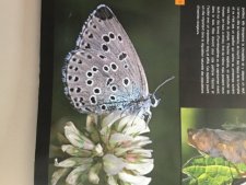 Insectes