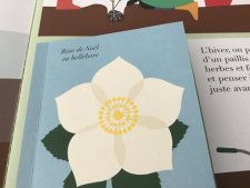 Rose de noël ou hellébore