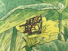 Papillon