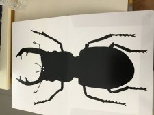 Scarabée 