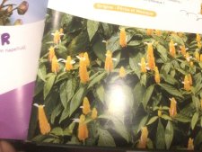 Pachystachys lutea 