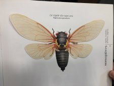 La cigale dix-sept ans