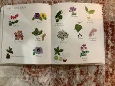 Marguerites d