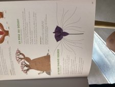 La fleur chauve-souris 