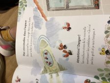 Coccinelle 
