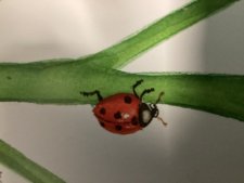 Coccinelle