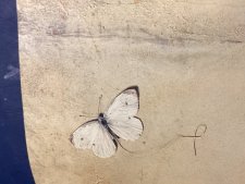 Cerf-volant 