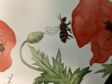 abeilles