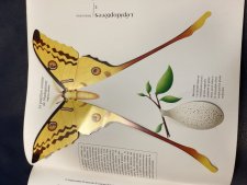 Le papillon comète de Madagascar 