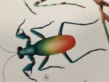 Metallyticus splendidus