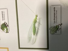 La chrysope verte