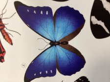 Morpho rhetenor